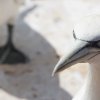 Helgoland